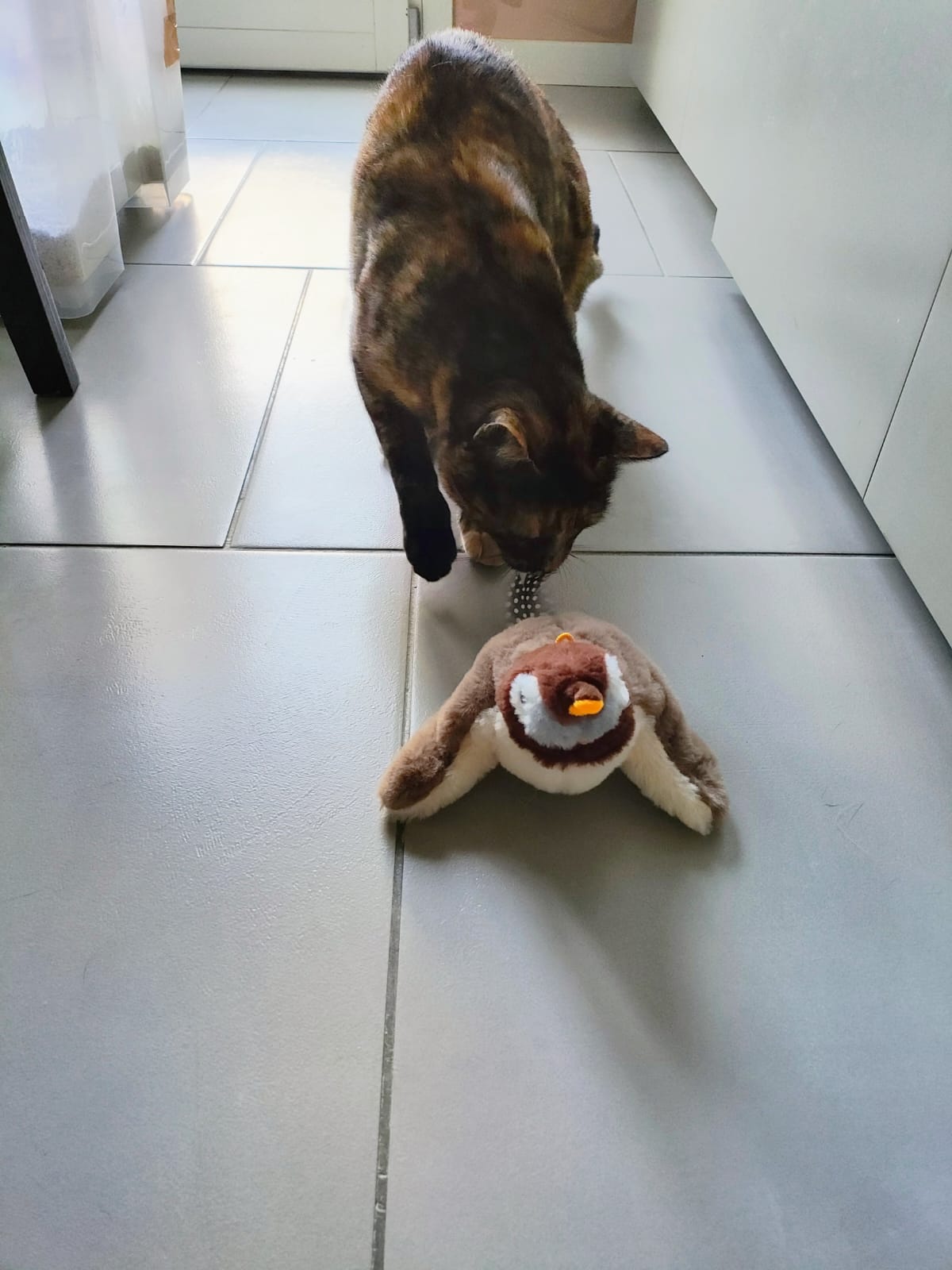 uccellino gioco interattivo gatti