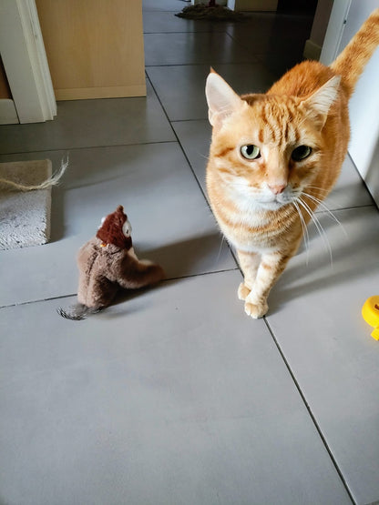 uccellino gioco interattivo gatti